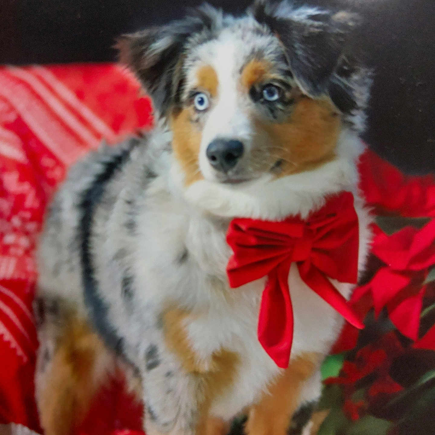 Vaïa participe au concours pour gagner de l'argent avec cette photo : animal, australian_shepherd, background, blue_eyes, christmas, cute, decor, dog, festive, fluffy, fur, holiday, indoor, pet, poinsettia, portrait, puppy, red, red_bow, white