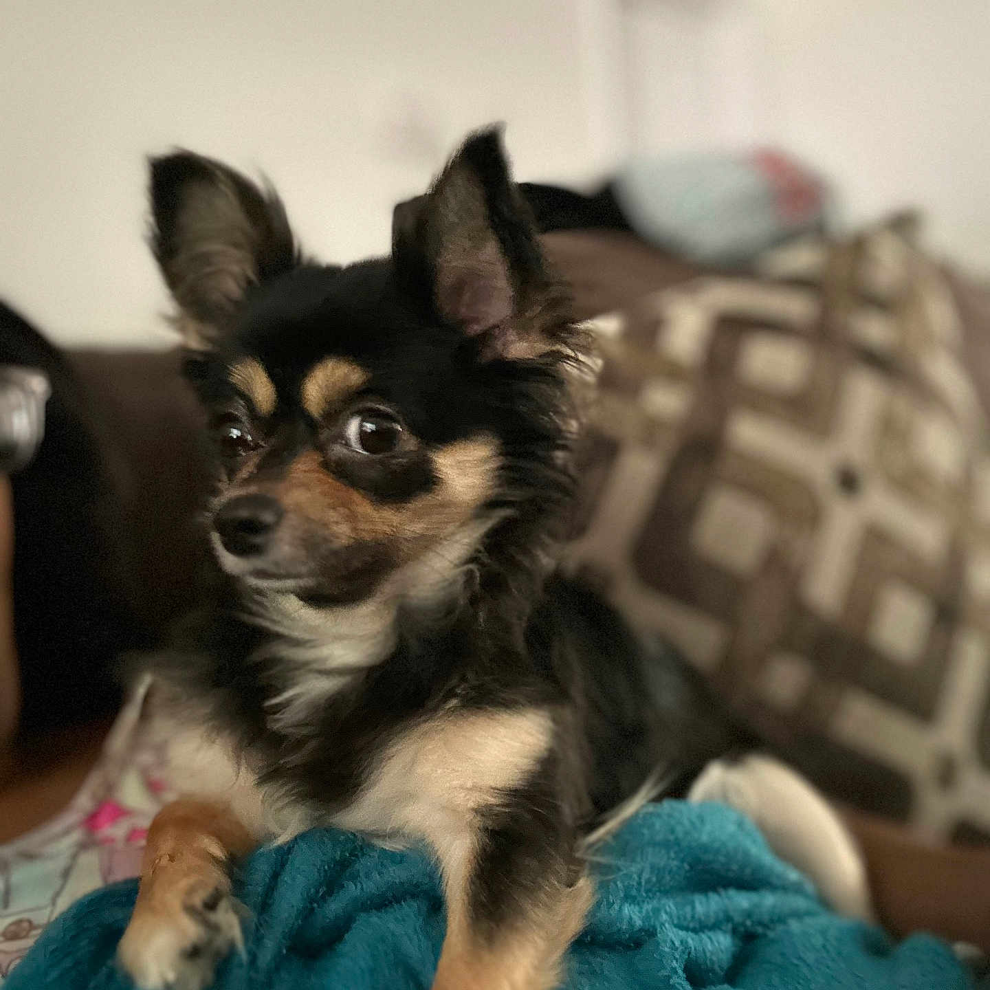Roczi Diaz joined the competition — help win amazing prizes! dog, chihuahua, small_dog, pet, indoor, blanket, cozy, furniture, couch, animal, cute, brown, black, fur, ears, alert, resting, portrait, domestic, companion