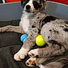 puppy, dog, spotted_dog, pet, animal, couch, indoor, tennis_ball, blue_ball, yellow_ball, fluffy_tail, paws, lying_down, sitting, portrait, cute, playful, home, furniture, phone_screenshot