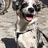 Naoki a rejoint le concours — aidez-le/la à gagner de superbes lots ! dog, puppy, animal, pet, portrait, smiling, happy, open_mouth, floppy_ears, fluffy, black_and_white, harness, leash, outdoor, sunlight, pavement, sitting, looking_at_camera, playful, cute