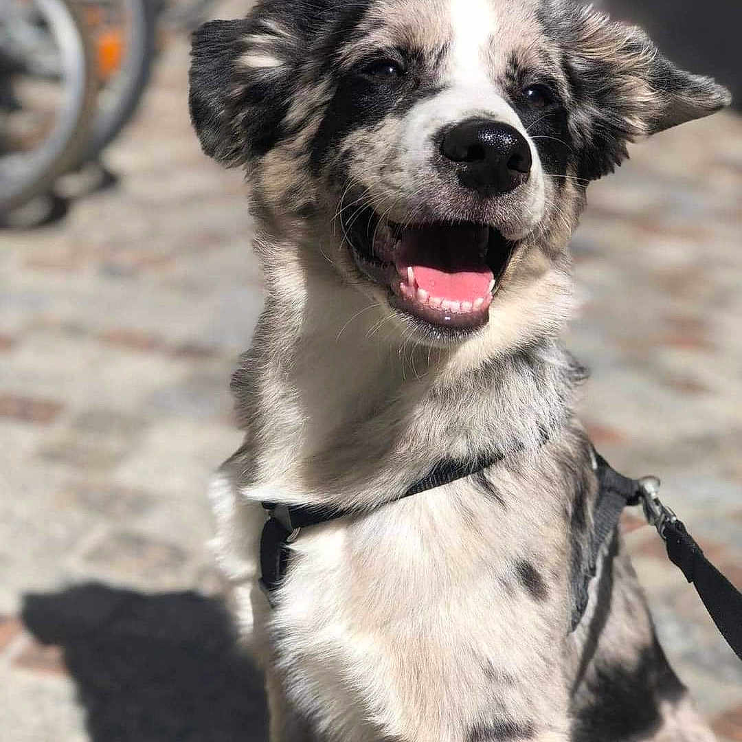 Naoki a rejoint le concours — aidez-le/la à gagner de superbes lots ! dog, puppy, animal, pet, portrait, smiling, happy, open_mouth, floppy_ears, fluffy, black_and_white, harness, leash, outdoor, sunlight, pavement, sitting, looking_at_camera, playful, cute