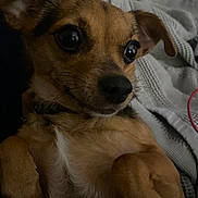 Pumpkin joined the competition — help win amazing prizes! dog, small_dog, chihuahua, pet, close_up, lying_down, paws, fur, brown_fur, black_nose, whiskers, blanket, cozy, indoor, animal, cute, portrait, relaxed, ears, eyes