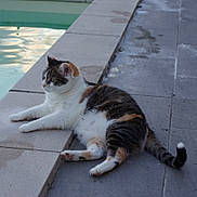 Mya participe au concours pour gagner de l'argent avec cette photo : animal, calico, calm, cat, daylight, ears, feline, fur, laying_down, nature, outdoor, paws, pet, poolside, quiet, relaxed, sidewalk, tail, water, whiskers