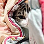 Mya a rejoint le concours — aidez-le/la à gagner de superbes lots ! animal, blanket, cat, closeup, comfort, cozy, cute, cute_pet, domestic, face, fur, hiding, indoor, pet, resting, sleepy, soft, striped, warm, whiskers