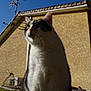 Mya participe au concours pour gagner de l'argent avec cette photo : animal, antenna, building, cat, closeup, curious, daylight, domestic, fur, grass, house, mammal, nature, outdoor, pet, portrait, sky, sunlight, whiskers, window