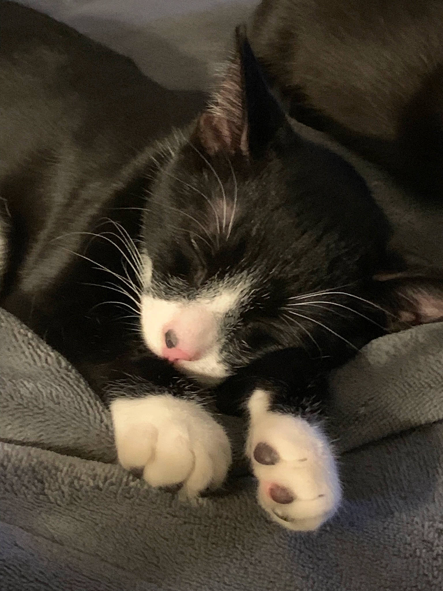 Willow is registered to the contest to win money with this photo: carnivore, cat, claw, cloud, comfort, domestic_short_haired_cat, eye, felidae, foot, fur, head, human_body, human_leg, leg, mammal, paw, small_to_medium_sized_cats, snout, tail, whiskers