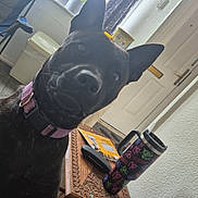 Shadow is registered to the contest to win money with this photo: animal, close_up, curious, curtains, dog, domestic, door, floor, folding_chair, furniture, head_tilt, household, indoor, natural_light, pet, portrait, purple_collar, trash_bin, travel_mug, wooden_table