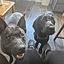 Shadow joined the competition — help win amazing prizes! black_crocs, black_pants, canine, chair, close_up, companion, curious, dog, domestic, floor, friendly, indoor, looking_up, person_legs, pet, storage_bin, table, two_dogs, waiting, wooden_floor