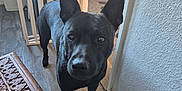 Shadow joined the competition — help win amazing prizes! animal, baby_gate, black_dog, canine, carved_table, closeup, curious, dog, domestic, door, ears, flooring, furniture, home, indoor, looking, pet, standing, table, wooden_floor