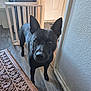 animal, baby_gate, black_dog, canine, carved_table, closeup, curious, dog, domestic, door, ears, flooring, furniture, home, indoor, looking, pet, standing, table, wooden_floor