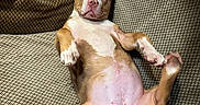 Gaïa participe au concours pour gagner de l'argent avec cette photo : dog, couch, phone, patterned_fabric, puppy, lying_down, indoor, pet, cute, relaxed, expression, ears, fur, pink_nose, belly, paws, human_face_on_phone, technology, casual, home