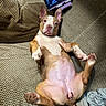 dog, couch, phone, patterned_fabric, puppy, lying_down, indoor, pet, cute, relaxed, expression, ears, fur, pink_nose, belly, paws, human_face_on_phone, technology, casual, home