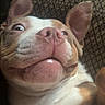 Gaïa participe au concours pour gagner de l'argent avec cette photo : dog, close_up, face, expression, ears, lying_down, cushion, pattern, pet, animal, indoor, funny_face, wide_eyes, snout, fur, nostrils, relaxed, cute, domestic_animal, muzzle