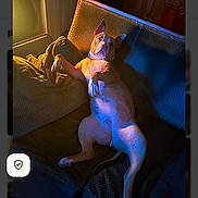 Gaïa a rejoint le concours — aidez-le/la à gagner de superbes lots ! dog, couch, indoor, pet, relaxed, lighting, shadow, texture, cozy, brown, furniture, home, animal, portrait, resting, canine, living_room, seat, comfort, warm_light