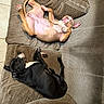 Gaïa a rejoint le concours — aidez-le/la à gagner de superbes lots ! animal, black_dog, brown_dog, canine, comfort, couch, cute, dog, ear, fur, home, indoor, laying_down, nose, paw, pet, relaxing, rest, sleeping, snout