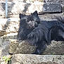 Môrice a rejoint le concours — aidez-le/la à gagner de superbes lots ! dog, black_dog, fluffy, stone_steps, outdoor, sunlight, shadow, resting, pet, animal, fur, canine, nature, relaxed, stairs, closeup, portrait, quiet, daylight, mammal