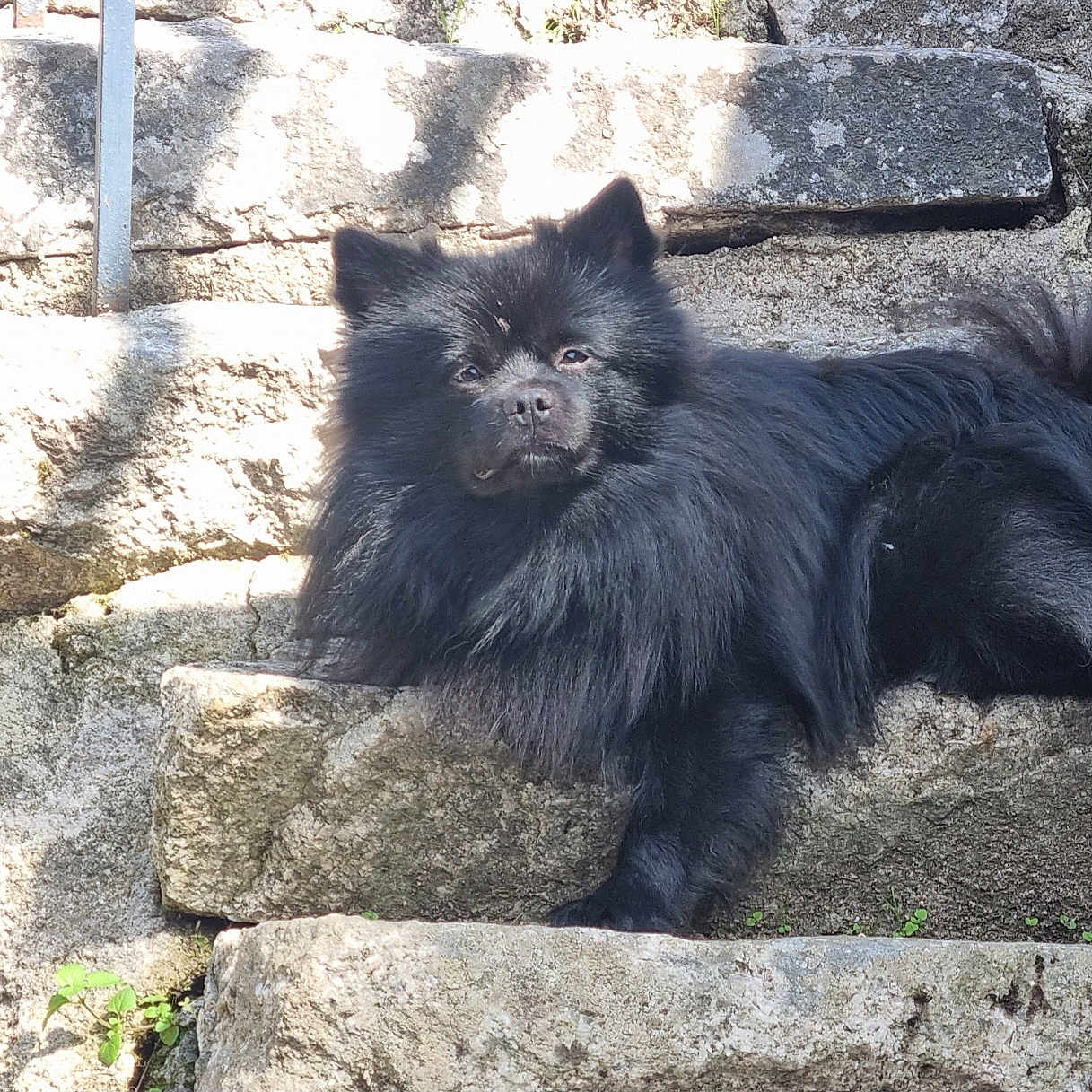 Môrice a rejoint le concours — aidez-le/la à gagner de superbes lots ! animal, black_dog, canine, closeup, daylight, dog, fluffy, fur, mammal, nature, outdoor, pet, portrait, quiet, relaxed, resting, shadow, stairs, stone_steps, sunlight
