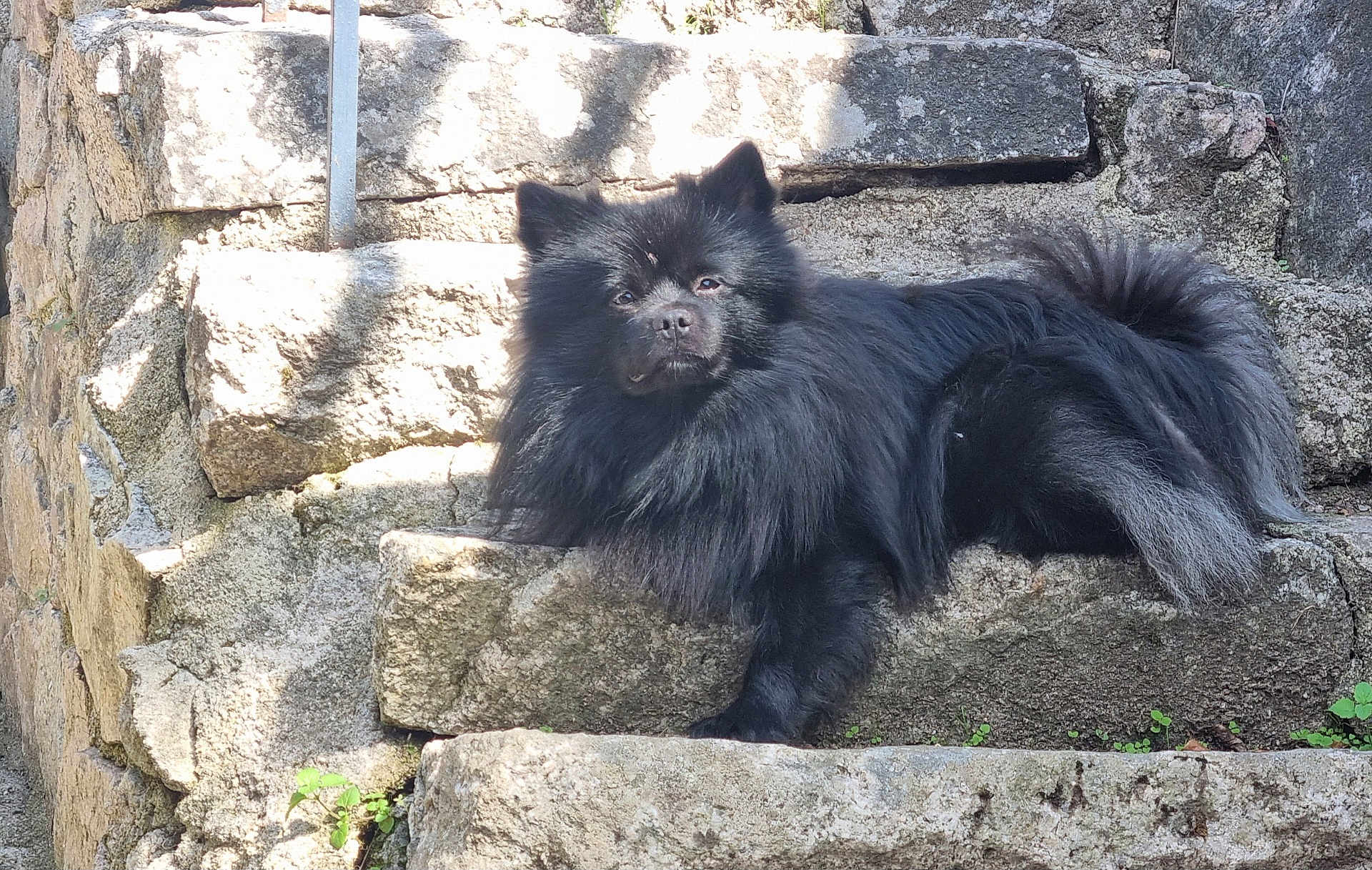 Môrice a rejoint le concours — aidez-le/la à gagner de superbes lots ! dog, black_dog, fluffy, stone_steps, outdoor, sunlight, shadow, resting, pet, animal, fur, canine, nature, relaxed, stairs, closeup, portrait, quiet, daylight, mammal