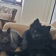 Môrice participe au concours pour gagner de l'argent avec cette photo : cat, dog, couch, indoor, pet, gray_cat, black_dog, wooden_chair, blanket, window, natural_light, relaxing, furniture, cozy, animal, companion, domestic, living_room, resting, home