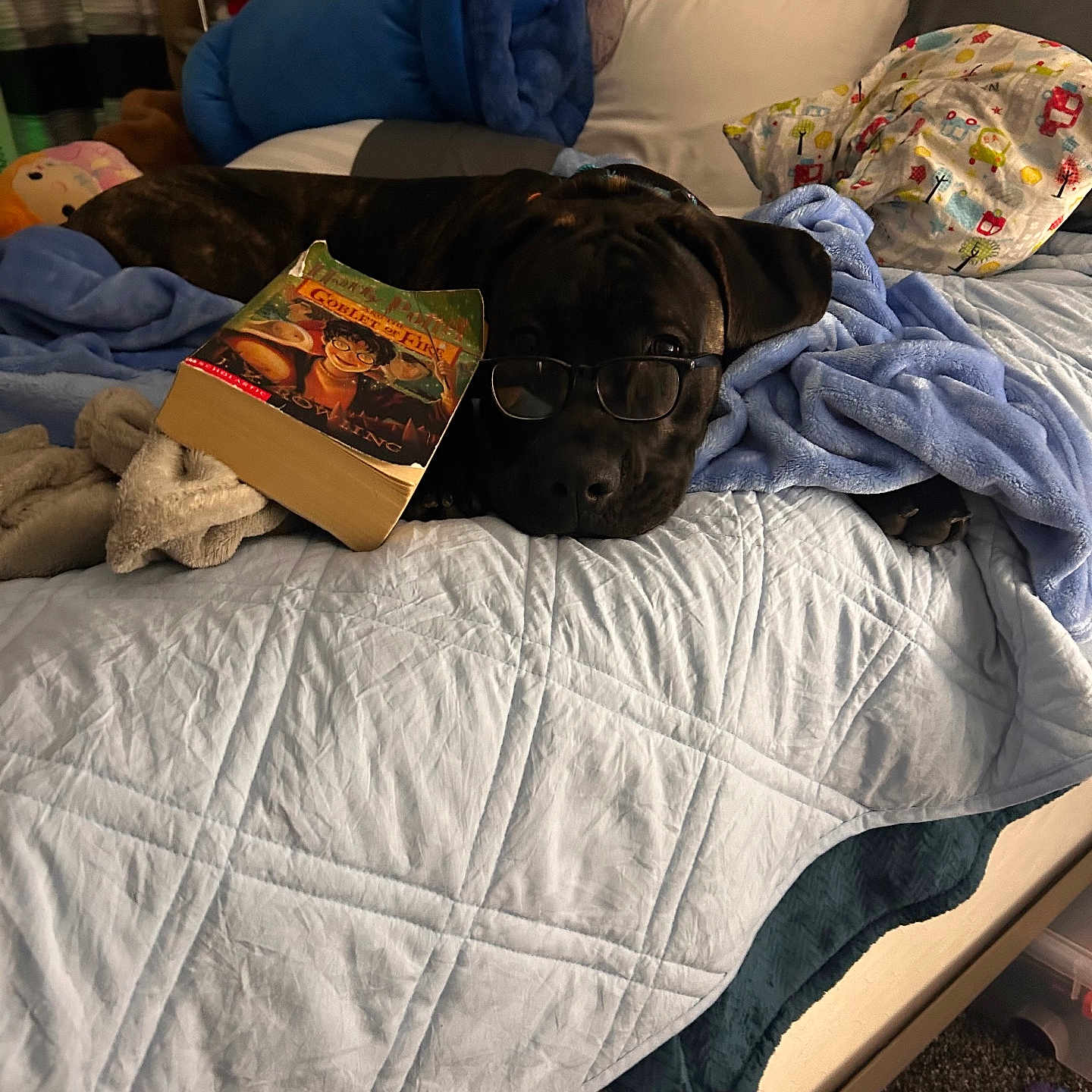 Harley is registered to the contest to win money with this photo: accessories, animal, bed, bedroom, blanket, book, canine, couch, dog, face, furniture, glasses, head, indoors, person, pet, publication, puppy, quilt, room