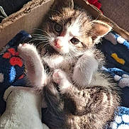 Berlioz participe au concours pour gagner de l'argent avec cette photo : animal, blanket, box, cardboard, cat, closeup, cozy, cute, feline, fluffy, fur, indoor, kitten, paw_print, pet, plush_toy, resting, small, sunlight, young