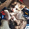 animal, blanket, box, cardboard, cat, closeup, cozy, cute, feline, fluffy, fur, indoor, kitten, paw_print, pet, plush_toy, resting, small, sunlight, young