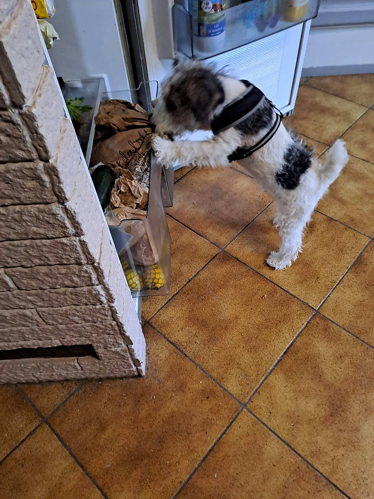 Ulyd a rejoint le concours — aidez-le/la à gagner de superbes lots ! canidae, carnivore, companion_dog, dog, dog_breed, door_mat, floor, flooring, fur, hardwood, laminate_flooring, pattern, rectangle, sporting_group, tail, tile_flooring, toy_dog, wood, wood_flooring, working_animal