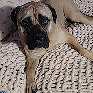 Boaz is registered to the contest to win money with this photo: dog, bed, blanket, pillow, quilt, indoor, pet, canine, resting, brown, knit, sleepy, fur, face, ears, animal, cozy, decor, light, room