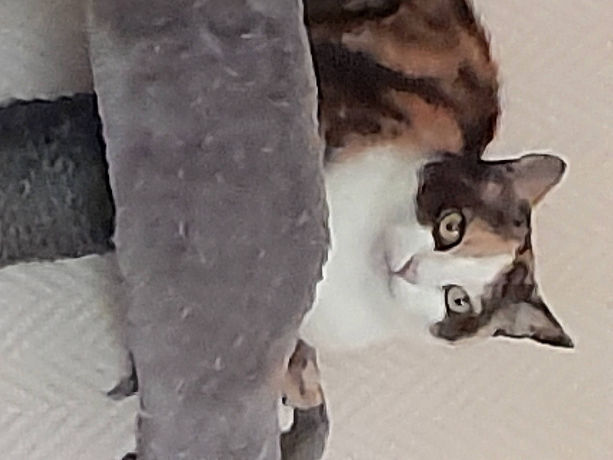 Ohara participe au concours pour gagner de l'argent avec cette photo : animation, art, canidae, drawing, fawn, felidae, fictional_character, freezing, fur, illustration, monochrome, painting, small_to_medium_sized_cats, snow, tail, terrestrial_animal, visual_arts, whiskers, wildlife, winter