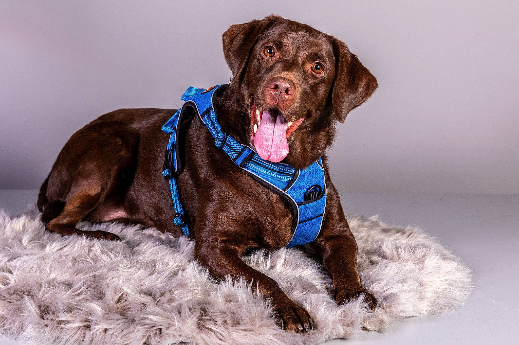 Mirabelle participe au concours pour gagner de l'argent avec cette photo : borador, brown, canidae, carnivore, collar, companion_dog, dog, dog_breed, dog_collar, dog_supply, fashion_accessory, fur, gun_dog, hunting_dog, leash, liver, pet_supply, snout, sporting_group, working_animal