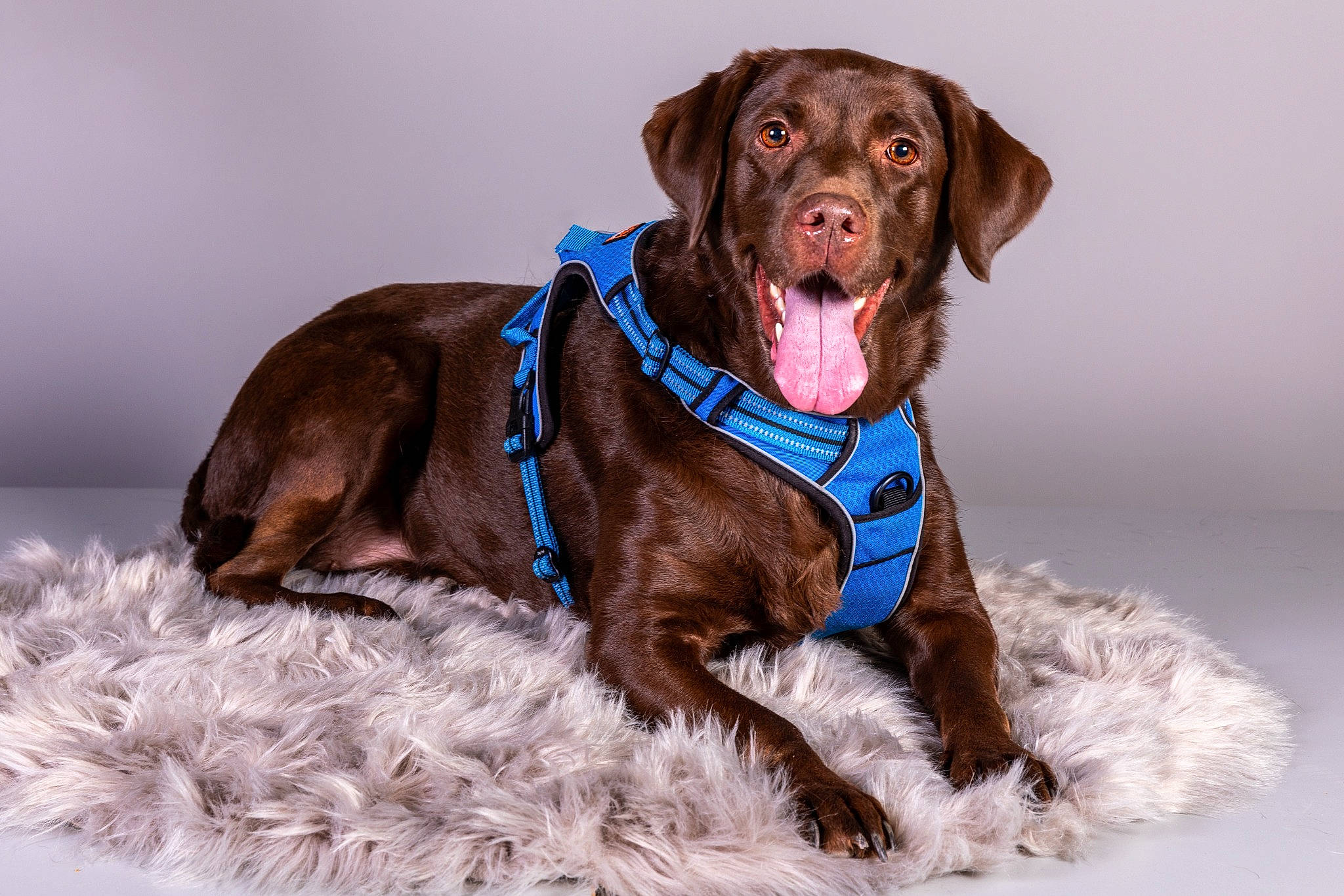 Mirabelle participe au concours pour gagner de l'argent avec cette photo : borador, canidae, carnivore, collar, companion_dog, dog, dog_breed, dog_collar, dog_supply, fawn, fur, gun_dog, leash, liver, pet_supply, pointing_breed, retriever, snout, sporting_group, working_animal