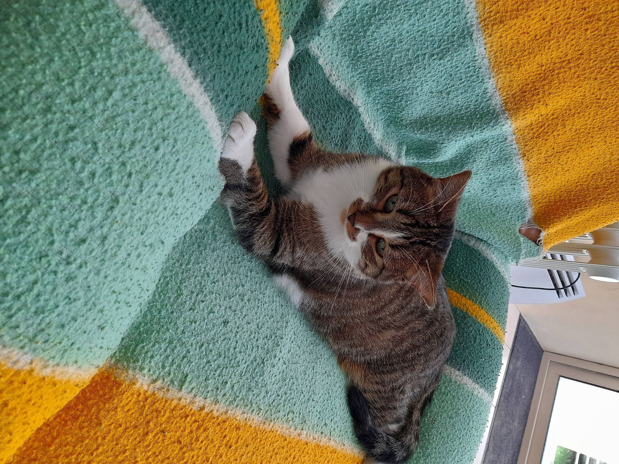 Calin participe au concours pour gagner de l'argent avec cette photo : carnivore, cat, comfort, domestic_short_haired_cat, fawn, felidae, flooring, fur, grey, linens, pattern, paw, small_to_medium_sized_cats, snout, tail, textile, whiskers, wood, wool, woolen