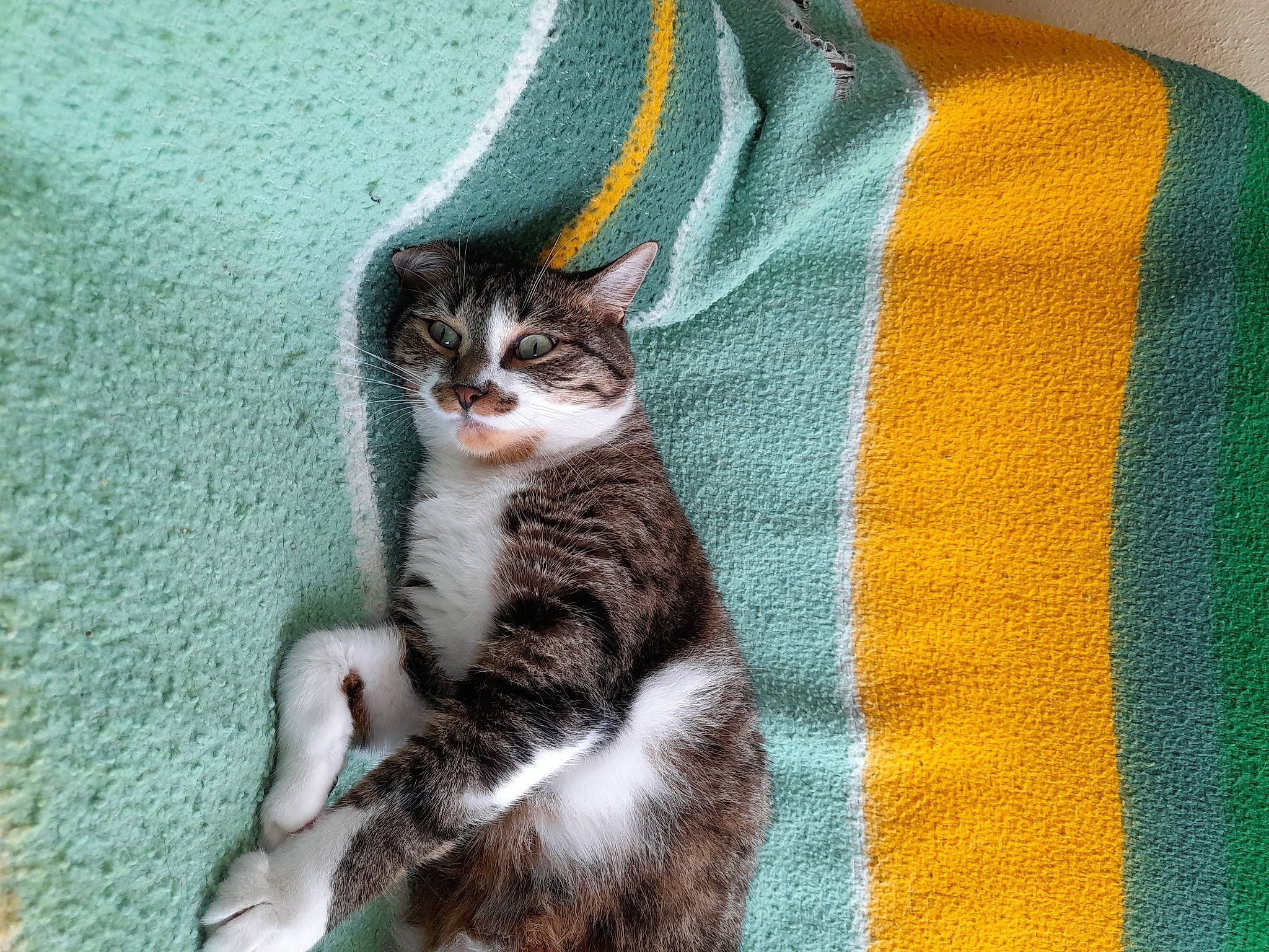 Calin a rejoint le concours — aidez-le/la à gagner de superbes lots ! carnivore, cat, cat_supply, comfort, domestic_short_haired_cat, electric_blue, felidae, fur, grey, jersey, linens, pattern, paw, sleeve, small_to_medium_sized_cats, t_shirt, tail, whiskers, woolen, woven_fabric