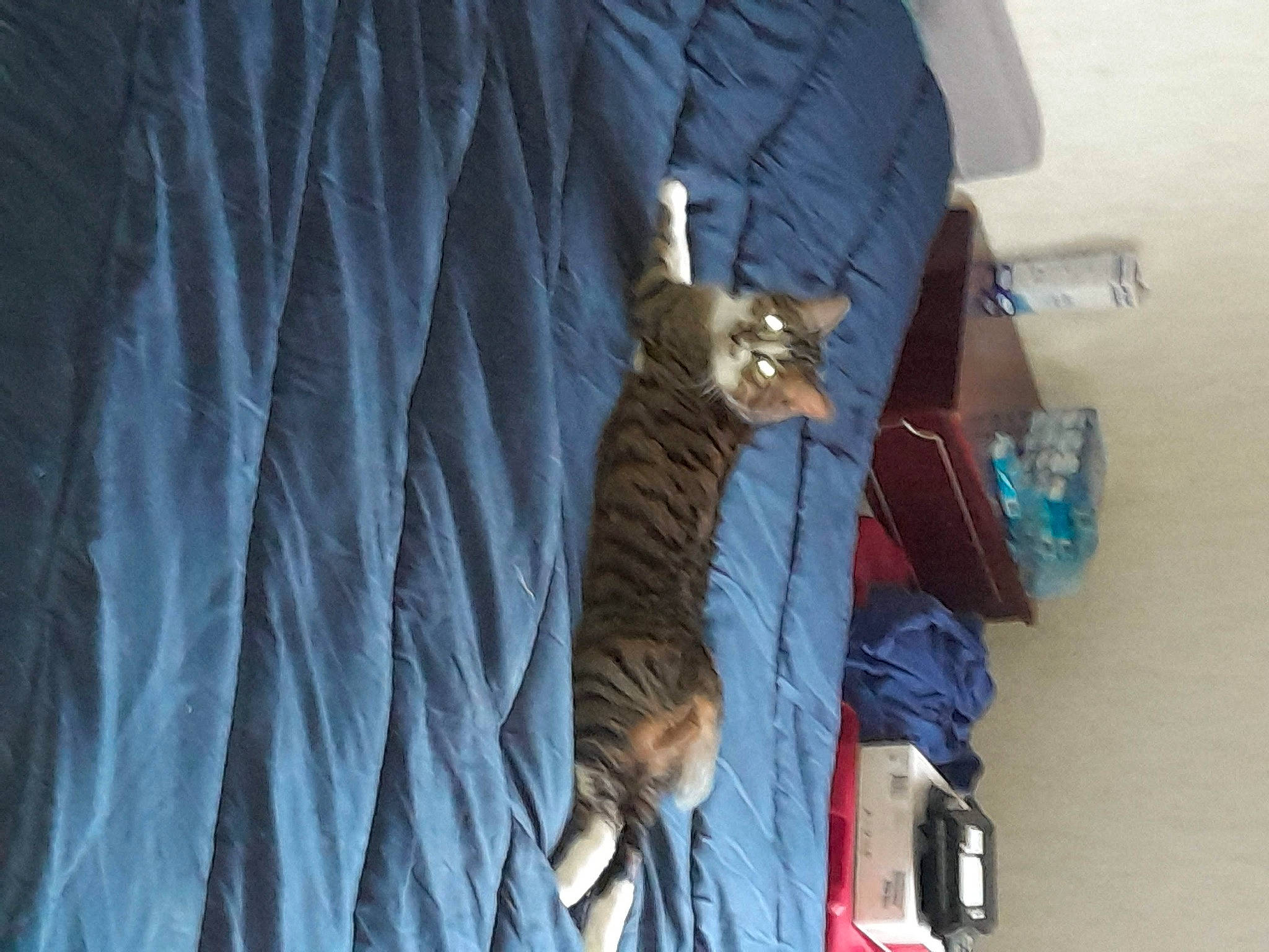 Calin participe au concours pour gagner de l'argent avec cette photo : automotive_exterior, carnivore, cat, comfort, curtain, domestic_short_haired_cat, electric_blue, electrical_wiring, felidae, fur, linens, sleeve, small_to_medium_sized_cats, tail, tire, tree, vehicle, vehicle_door, whiskers, wood