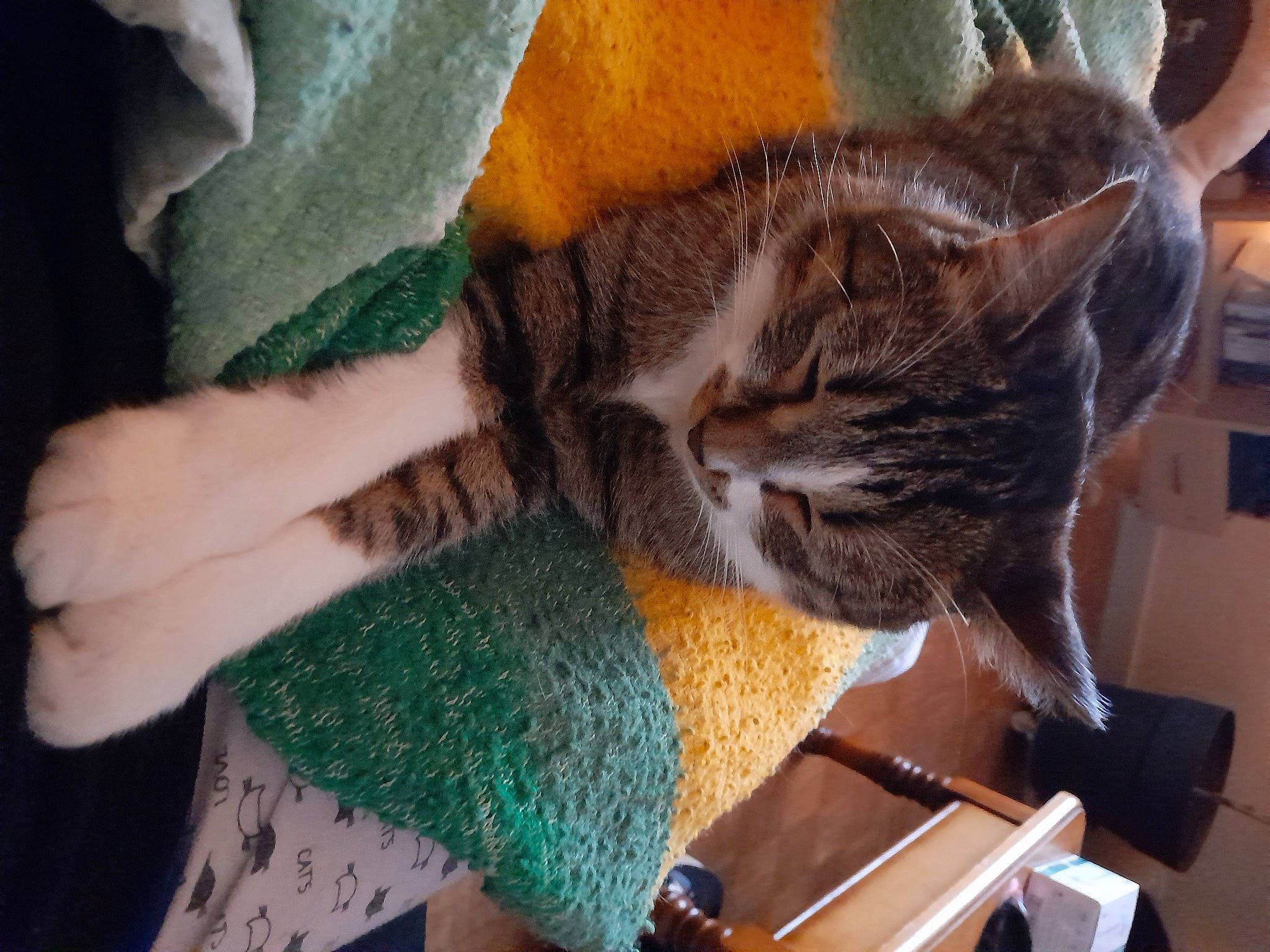 Calin participe au concours pour gagner de l'argent avec cette photo : carnivore, cat, claw, comfort, domestic_short_haired_cat, fawn, felidae, fur, grey, lap, plant, small_to_medium_sized_cats, snout, tail, thread, tree, whiskers, wood, wool, woolen