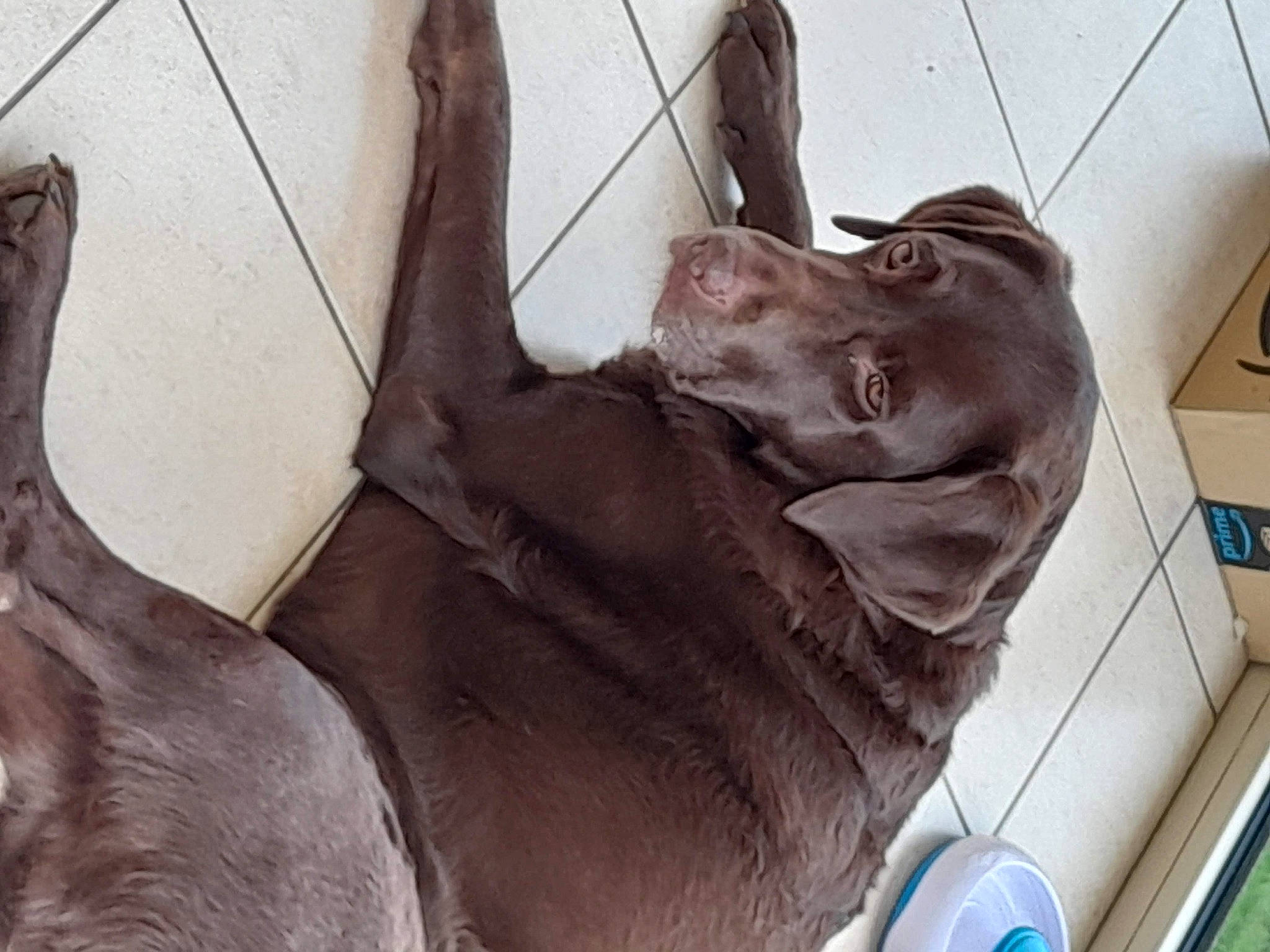 Mirabelle a rejoint le concours — aidez-le/la à gagner de superbes lots ! canidae, carnivore, collar, companion_dog, dog, dog_breed, dog_collar, fawn, felidae, gesture, jaw, leash, liver, snout, sporting_group, terrestrial_animal, vehicle, vertebrate, whiskers, working_animal