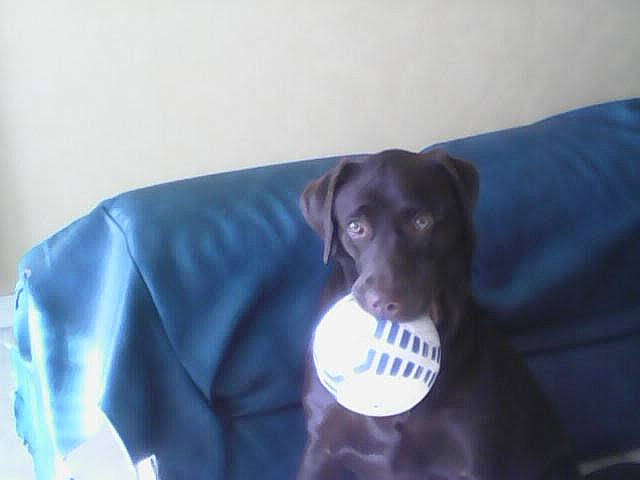 Mirabelle a rejoint le concours — aidez-le/la à gagner de superbes lots ! borador, canidae, carnivore, companion_dog, dog, dog_breed, dog_collar, dog_supply, electric_blue, fur, guard_dog, helmet, personal_protective_equipment, pet_supply, retriever, sleeve, snout, sporting_group, whiskers, working_animal