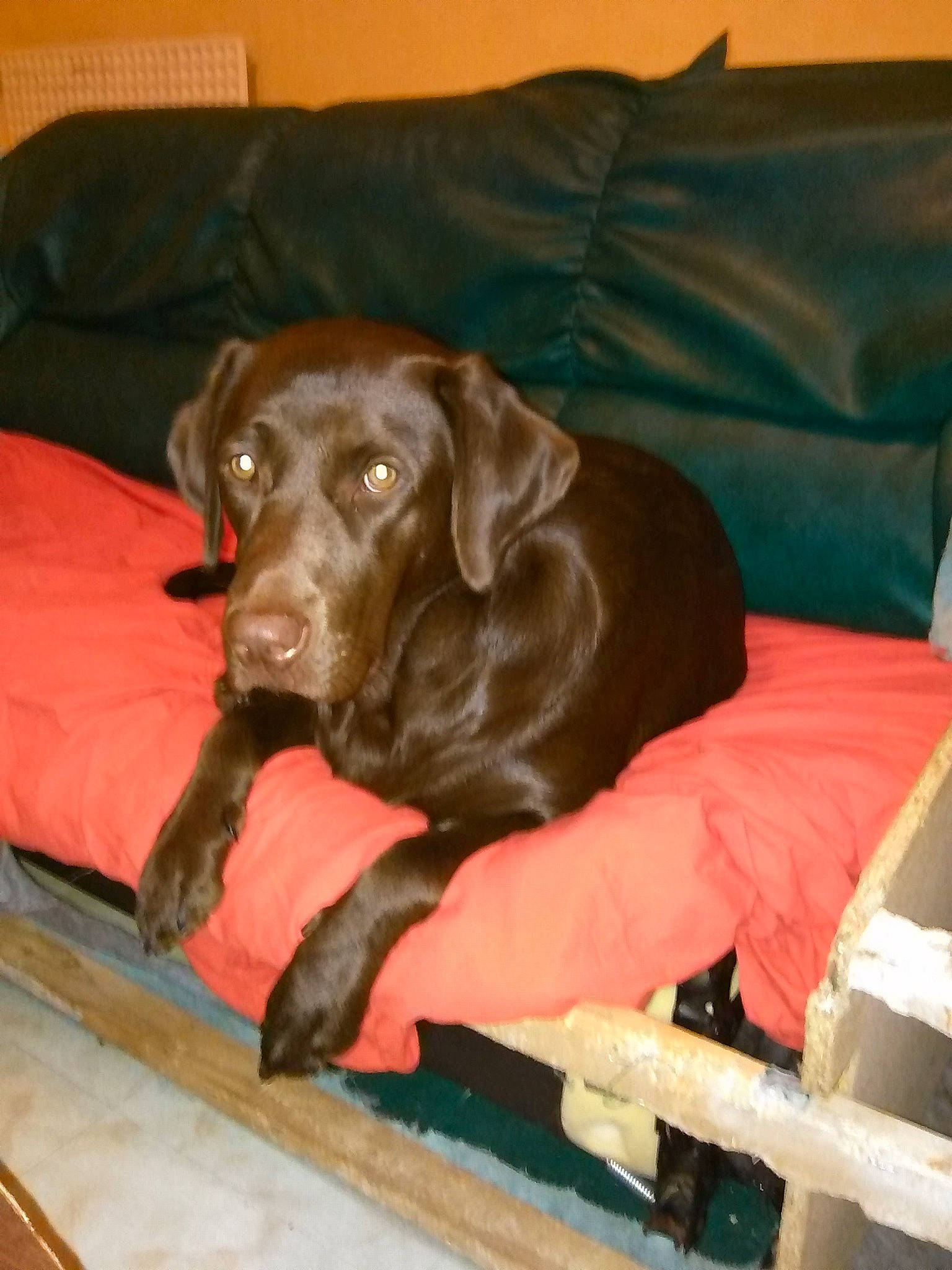 Mirabelle participe au concours pour gagner de l'argent avec cette photo : borador, carnivore, collar, comfort, companion_dog, dog, dog_breed, dog_collar, dog_supply, fawn, fur, gun_dog, liver, pointing_breed, retriever, snout, sporting_group, vertebrate, wood, working_animal