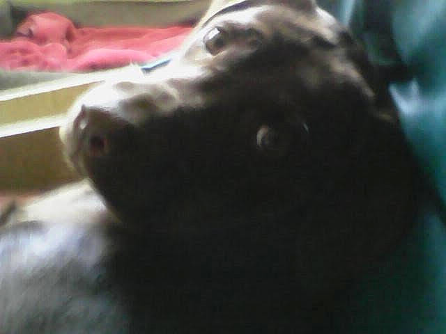 Mirabelle a rejoint le concours — aidez-le/la à gagner de superbes lots ! borador, canidae, carnivore, comfort, companion_dog, dog, dog_breed, dog_collar, fawn, fur, guard_dog, gun_dog, liver, pointing_breed, retriever, snout, spaniel, sporting_group, whiskers, working_animal