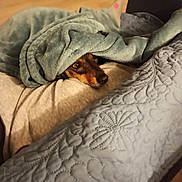 Marvin participe au concours pour gagner de l'argent avec cette photo : dog, blanket, couch, indoor, pet, resting, cozy, fur, brown, snout, comfort, home, texture, fabric, relaxation, animal, soft, warm, eyes, laying