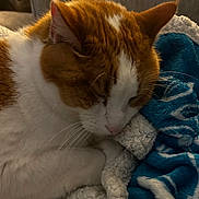 Leo is registered to the contest to win money with this photo: animal, blanket, cat, close_up, comfort, couch, cozy, domestic_animal, fur, indoor, nap, orange_cat, paw, pet, relaxed, resting, sleeping, soft_texture, whiskers, white_cat