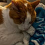 animal, blanket, cat, close_up, comfort, couch, cozy, domestic_animal, fur, indoor, nap, orange_cat, paw, pet, relaxed, resting, sleeping, soft_texture, whiskers, white_cat