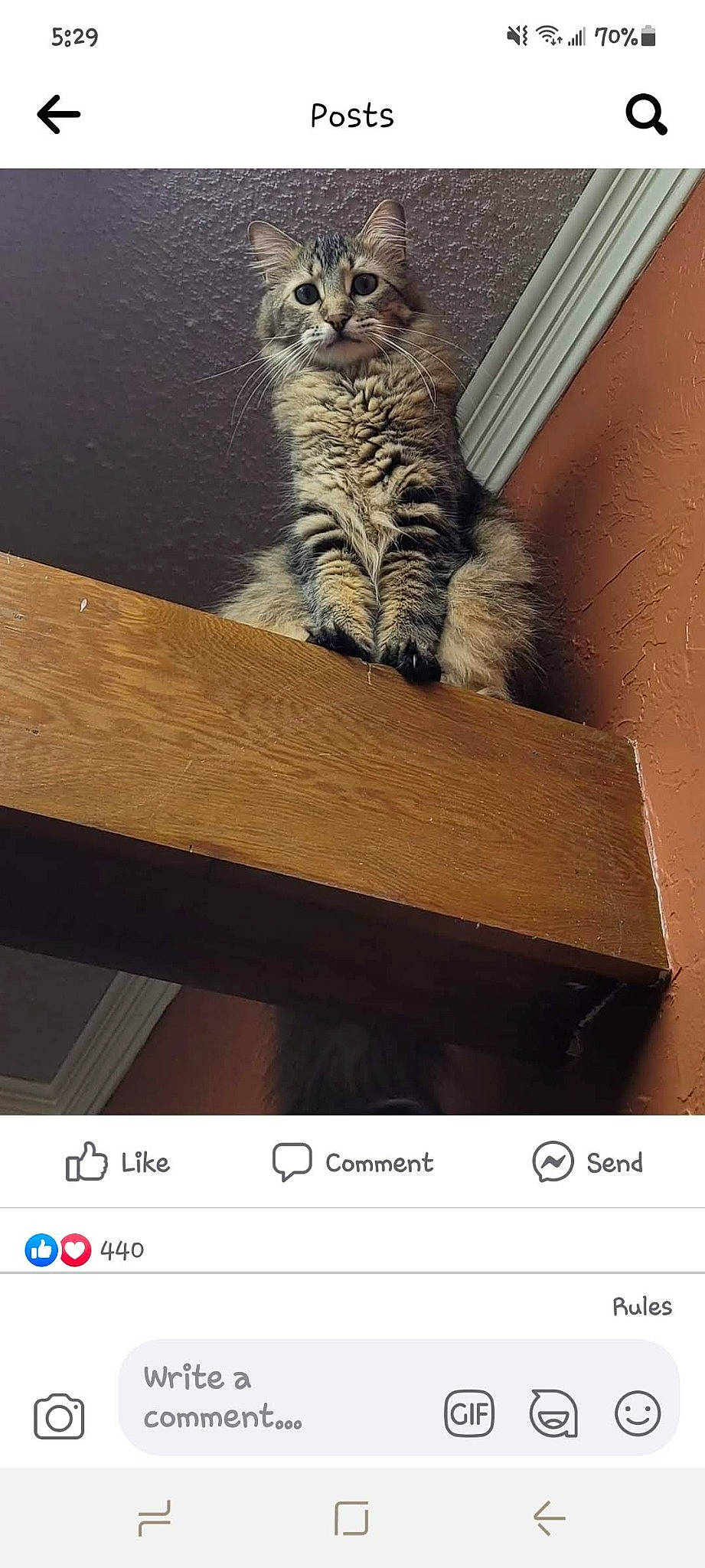 Itty-bitty Kitty Gizmo joined the competition — help win amazing prizes! carnivore, cat, chair, claw, domestic_short_haired_cat, fawn, felidae, font, fur, hardwood, paw, rectangle, shelf, sitting, small_to_medium_sized_cats, snout, stairs, tail, whiskers, wood