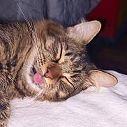 Milka a rejoint le concours — aidez-le/la à gagner de superbes lots ! cat, tabby, sleeping, tongue_out, pet, feline, whiskers, ears, close_up, fur, animal, cute, relaxed, indoor, bed, resting, domestic_animal, mammal, adorable, cozy