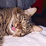 cat, tabby, sleeping, tongue_out, pet, feline, whiskers, ears, close_up, fur, animal, cute, relaxed, indoor, bed, resting, domestic_animal, mammal, adorable, cozy