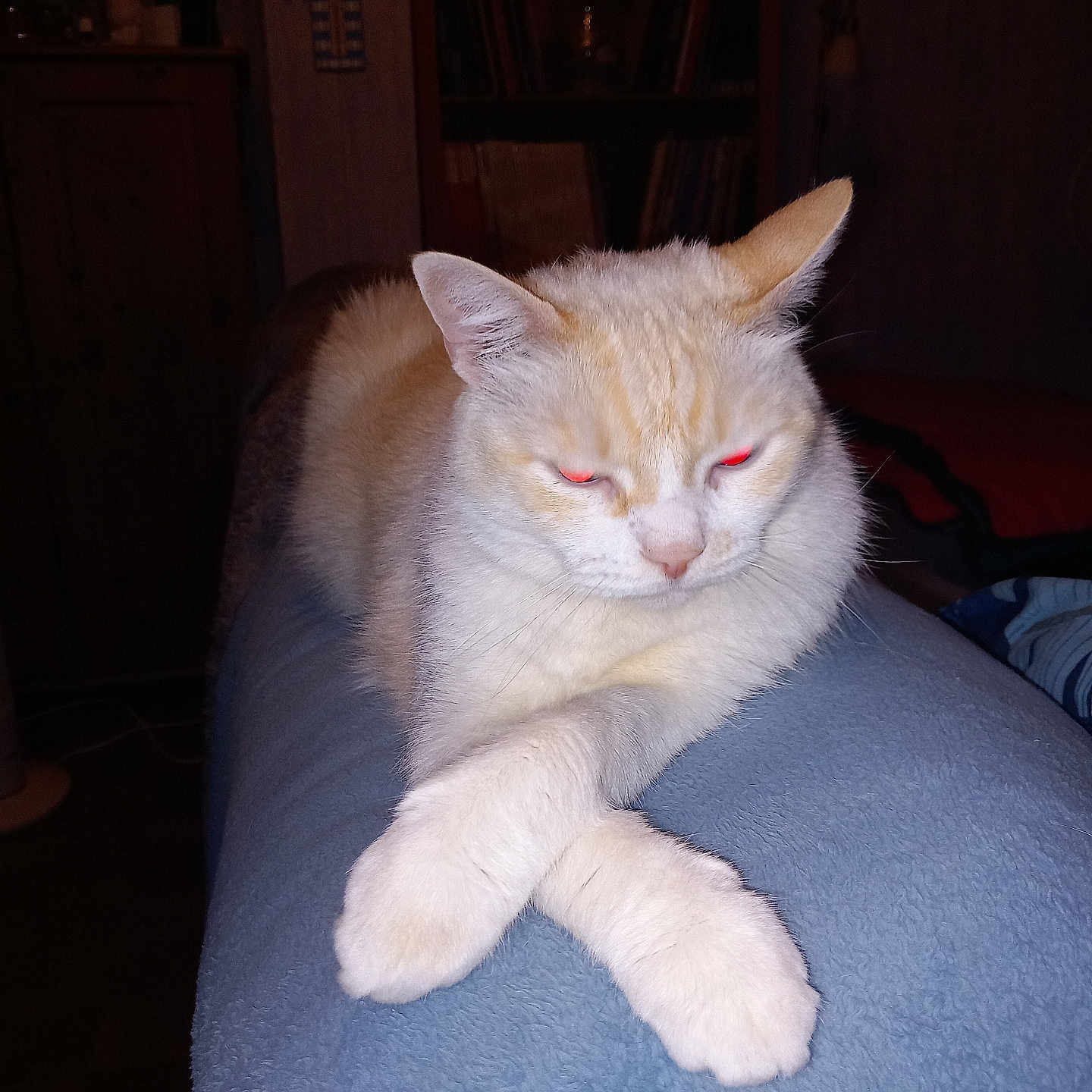 Galack a rejoint le concours — aidez-le/la à gagner de superbes lots ! animal, blanket, bookshelf, cat, cozy, cream_color, crossed_paws, cute, domestic, eyes, feline, flash, furniture, glowing_eyes, indoor, pet, relaxed, resting, sleepy, wooden