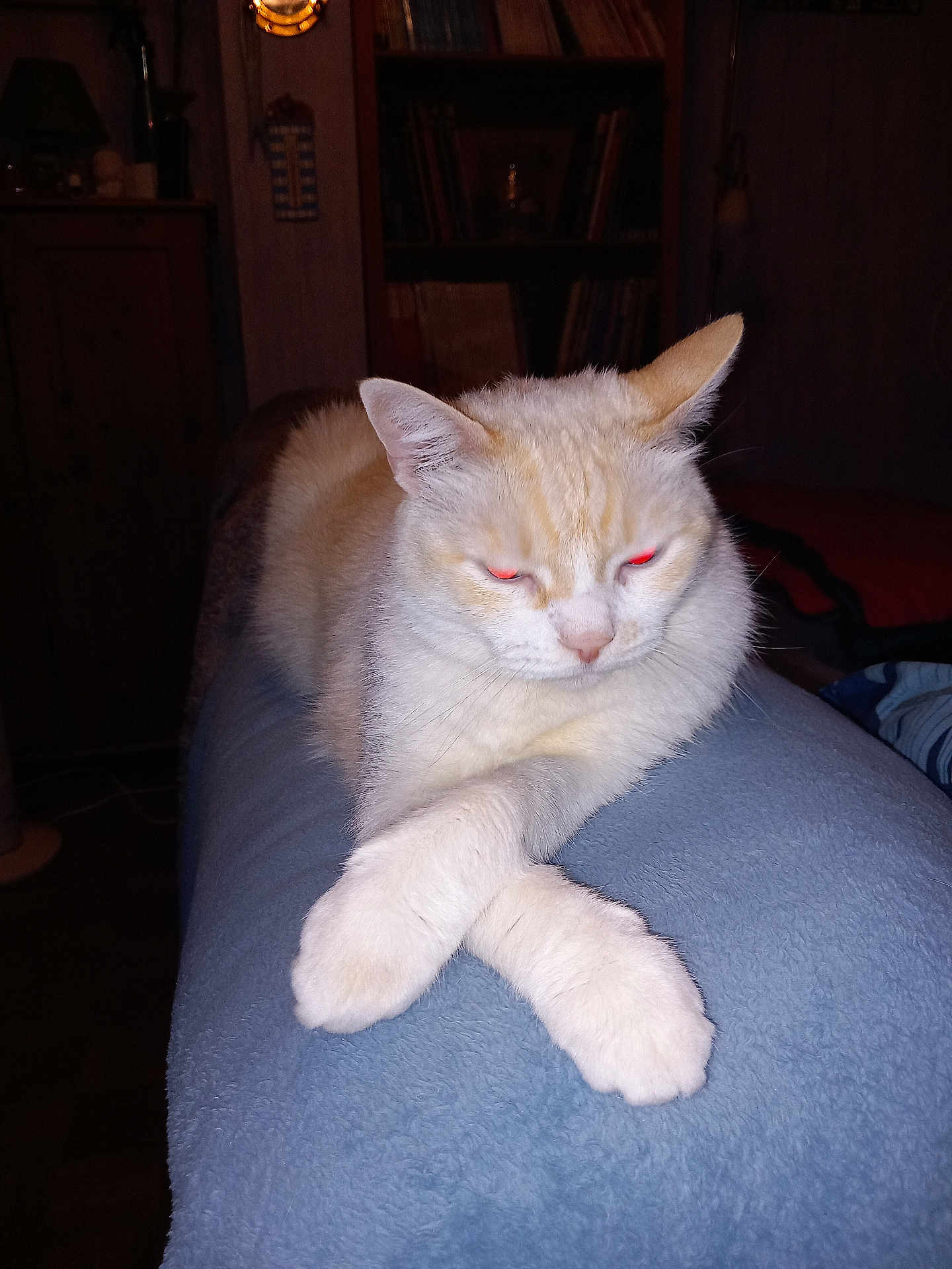 Galack a rejoint le concours — aidez-le/la à gagner de superbes lots ! cat, animal, pet, feline, cream_color, crossed_paws, blanket, indoor, furniture, bookshelf, wooden, cozy, resting, eyes, flash, glowing_eyes, domestic, cute, relaxed, sleepy