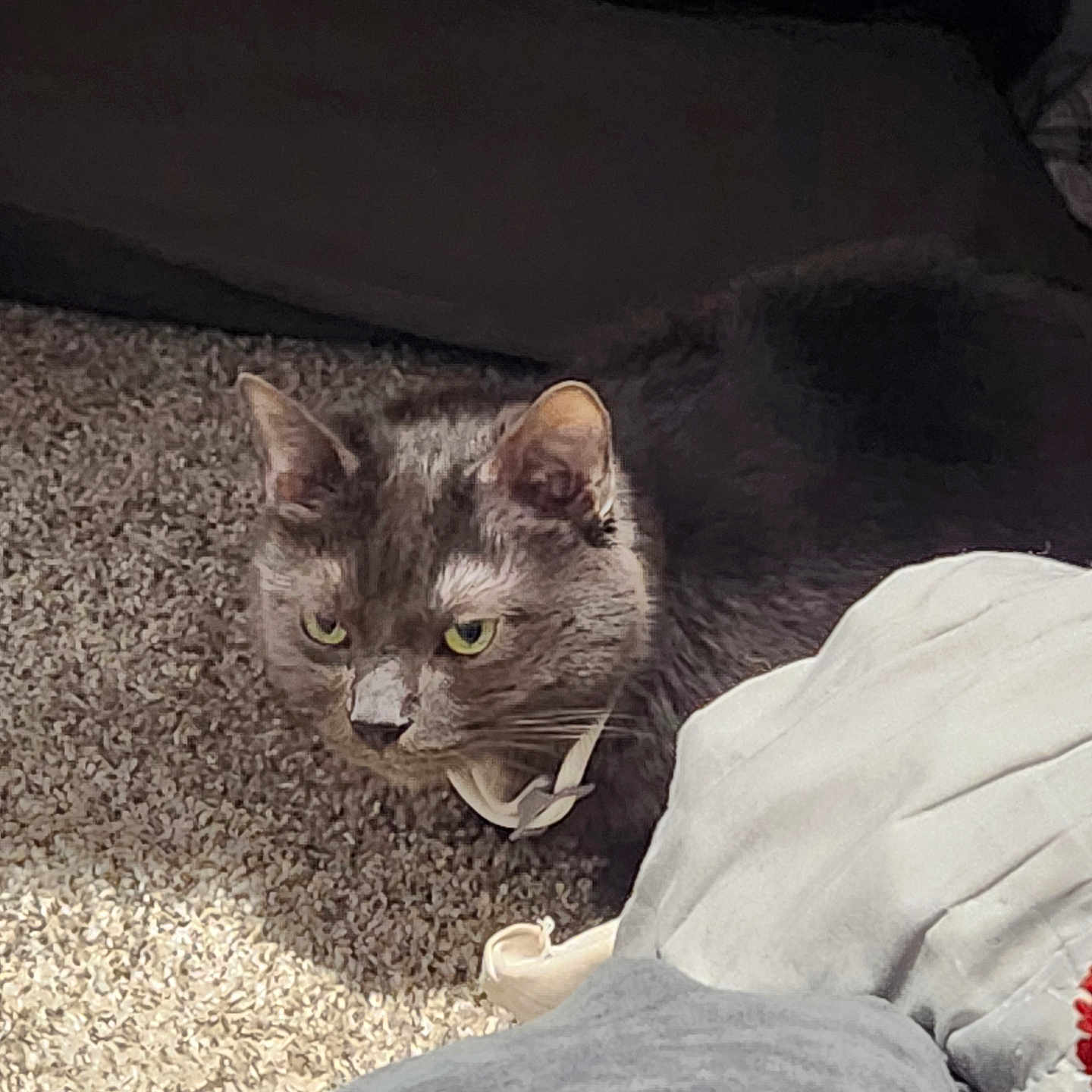 Montague Miau joined the competition — help win amazing prizes! cat, gray_cat, yellow_eyes, carpet, blanket, sunlight, indoor, pet, feline, curious, cozy, soft_texture, resting, animal, domestic, fur, whiskers, ears, face, relaxed
