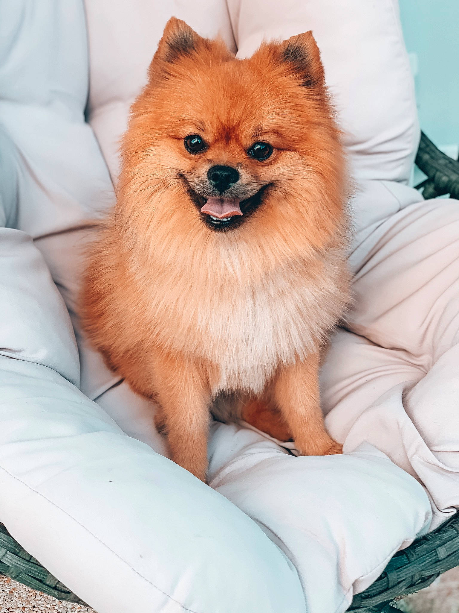 Meïko a rejoint le concours — aidez-le/la à gagner de superbes lots ! canidae, carnivore, companion_dog, dog, dog_breed, fawn, fur, german_spitz, german_spitz_klein, german_spitz_mittel, mammal, non_sporting_group, pomeranian, puppy, snout, spitz, toy_dog, vertebrate, volpino_italiano