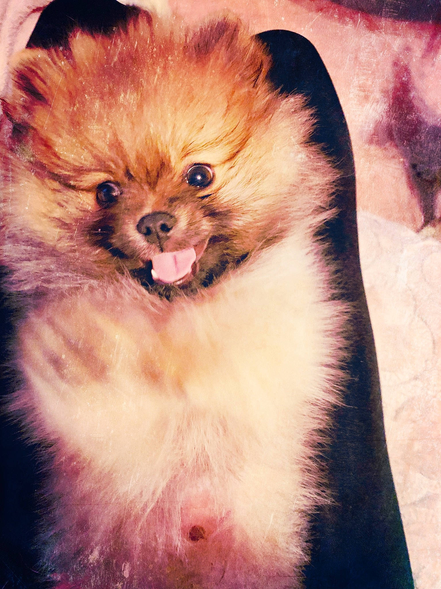 Meïko participe au concours pour gagner de l'argent avec cette photo : canidae, carnivore, companion_dog, dog, dog_breed, fur, german_spitz, german_spitz_klein, german_spitz_mittel, mammal, non_sporting_group, pomeranian, puppy, skin, snout, spitz, toy_dog, vertebrate, volpino_italiano, whiskers